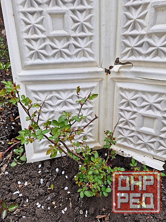 Розы почвопокровные Донецк - изображение 6