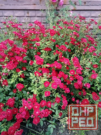 Розы почвопокровные Донецк - изображение 3