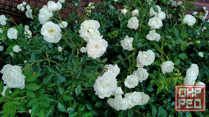 Розы почвопокровные Донецк - изображение 2