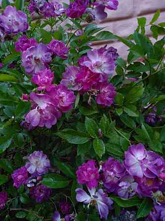 Роза Вейченблау Донецк