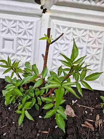 Роза Вейченблау Донецк