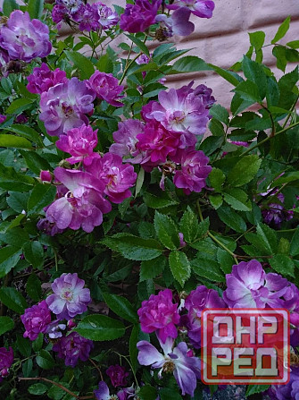 Роза Вейченблау Донецк - изображение 1