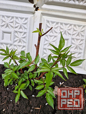 Роза Вейченблау Донецк - изображение 2