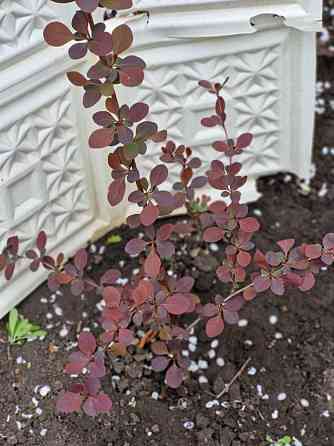 Барбарис Донецк