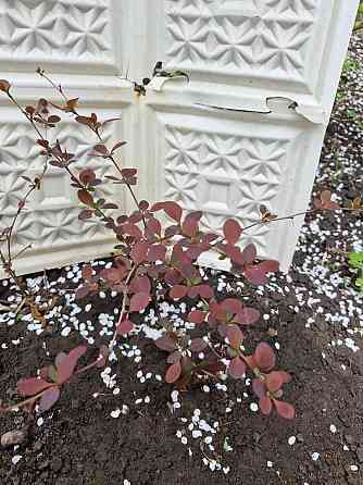 Барбарис Донецк