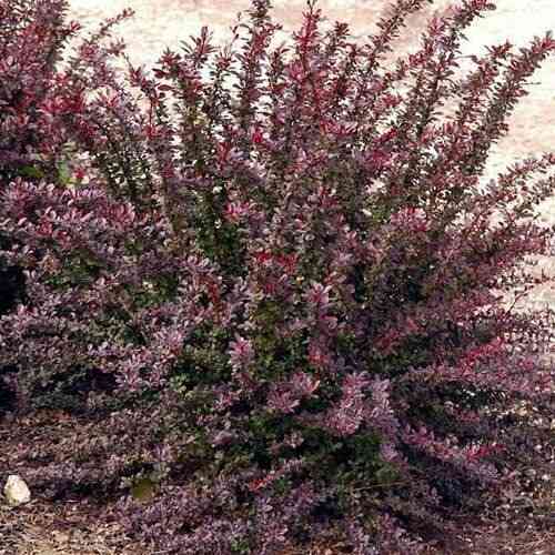 Барбарис Донецк