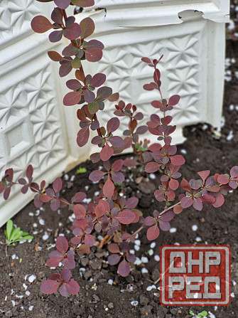 Барбарис Донецк - изображение 2