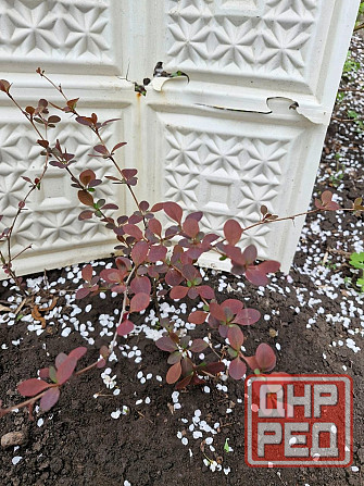 Барбарис Донецк - изображение 3