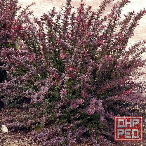 Барбарис Донецк - изображение 1