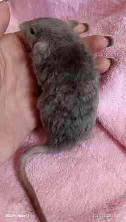 Кудрявый мальчик Дамбо Донецк