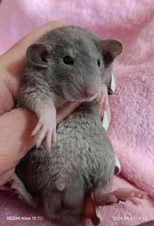 Кудрявый мальчик Дамбо Донецк