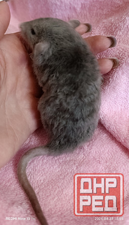 Кудрявый мальчик Дамбо Донецк - изображение 2