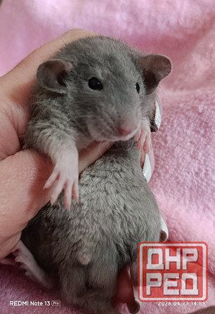 Кудрявый мальчик Дамбо Донецк - изображение 1