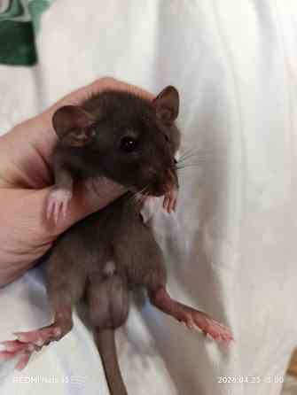 Дамбо крысята Донецк