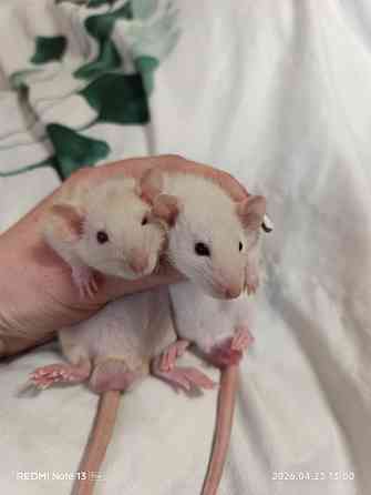 Дамбо крысята Донецк