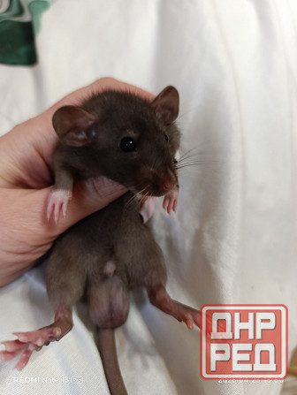 Дамбо крысята Донецк - изображение 1