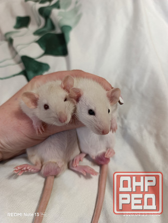 Дамбо крысята Донецк - изображение 2