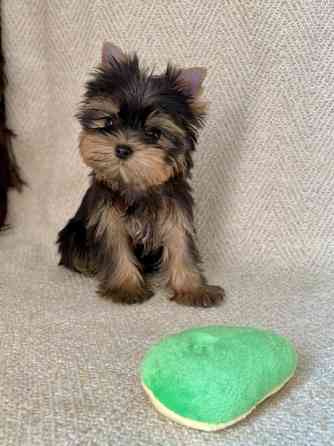 Йоркширский терьер девочка Донецк