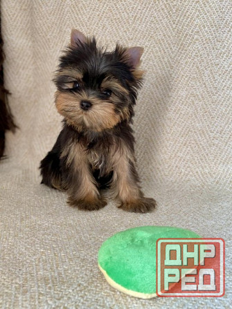 Йоркширский терьер девочка Донецк - изображение 1