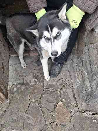 Найдена хаски Челси Макеевка