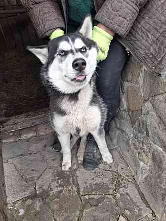 Найдена хаски Челси Макеевка