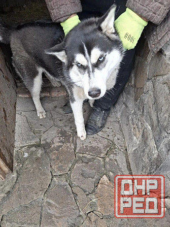 Найдена хаски Челси Макеевка - изображение 2
