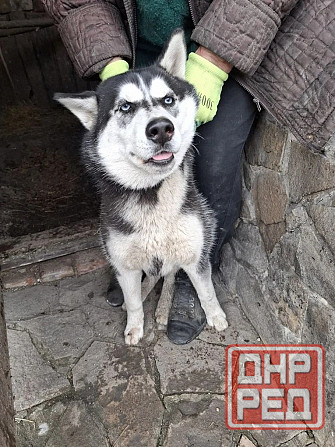 Найдена хаски Челси Макеевка - изображение 1
