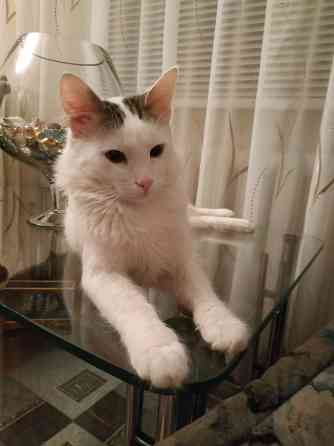 Отдам котика в добрые руки Донецк