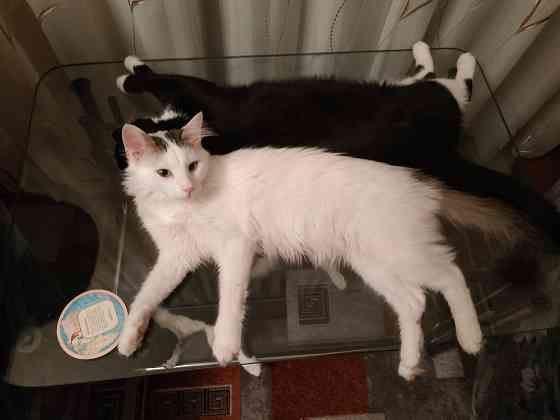 Отдам котика в добрые руки Донецк