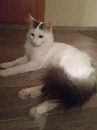 Отдам котика в добрые руки Донецк