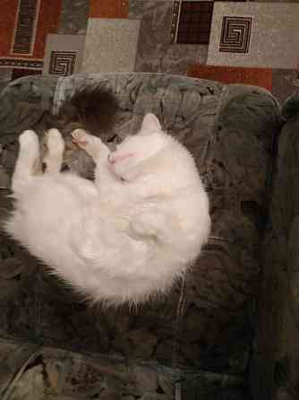 Отдам котика в добрые руки Донецк