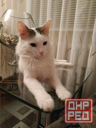 Отдам котика в добрые руки Донецк - изображение 4