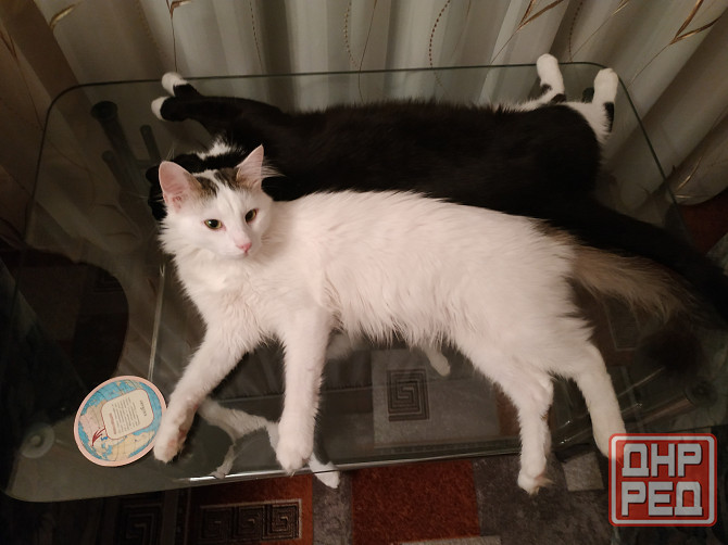 Отдам котика в добрые руки Донецк - изображение 1