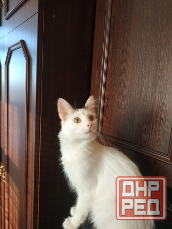 Отдам котика в добрые руки Донецк - изображение 2