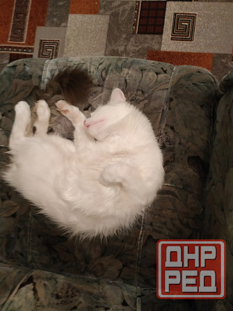 Отдам котика в добрые руки Донецк - изображение 5