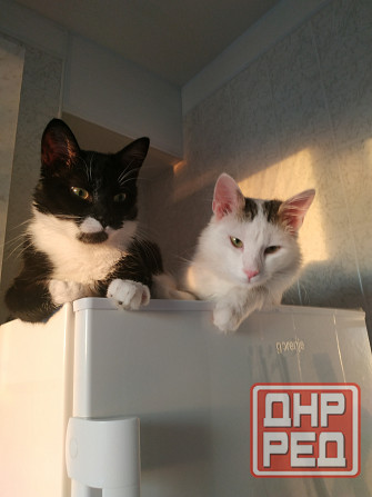 Отдам котика в добрые руки Донецк - изображение 6