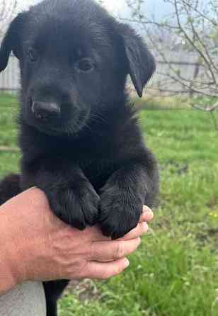 Щенки немецкой овчарки Макеевка