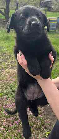 Щенки немецкой овчарки Макеевка