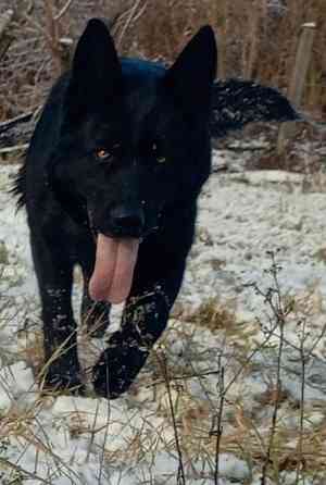 Щенки немецкой овчарки Макеевка