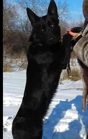 Щенки немецкой овчарки Макеевка