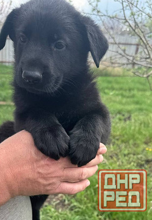 Щенки немецкой овчарки Макеевка - изображение 3