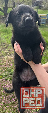 Щенки немецкой овчарки Макеевка - изображение 4