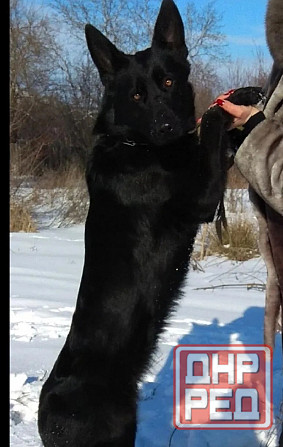 Щенки немецкой овчарки Макеевка - изображение 2