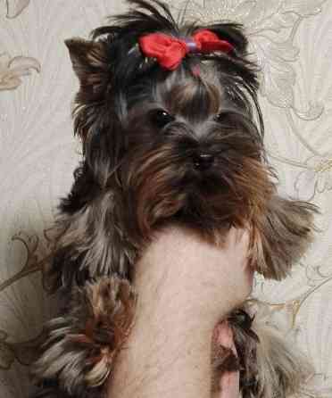 Продается щенок йорка Донецк