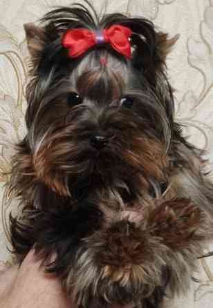 Продается щенок йорка Донецк