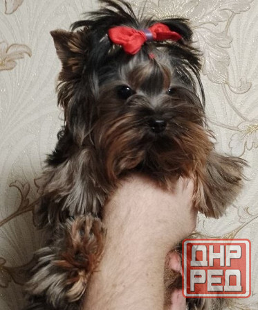 Продается щенок йорка Донецк - изображение 2