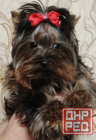 Продается щенок йорка Донецк - изображение 1