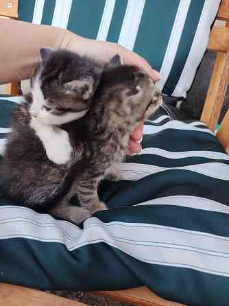 Отдам котят в добрые руки Донецк