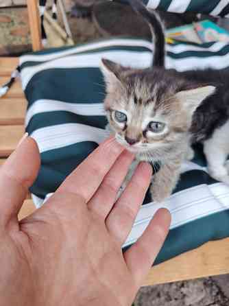 Отдам котят в добрые руки Донецк