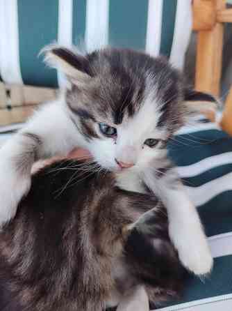 Отдам котят в добрые руки Донецк